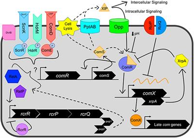 Expanding the Vocabulary of Peptide Signals in Streptococcus mutans